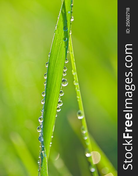 Beautiful background with green grass and droplets of dew. Beautiful background with green grass and droplets of dew