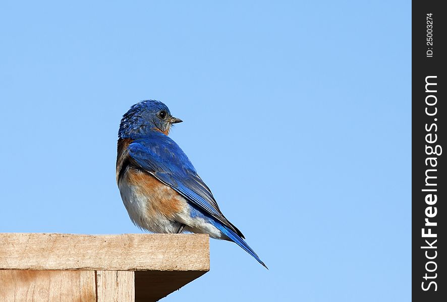 A male Eastern Bluebird perched on its nesting box.