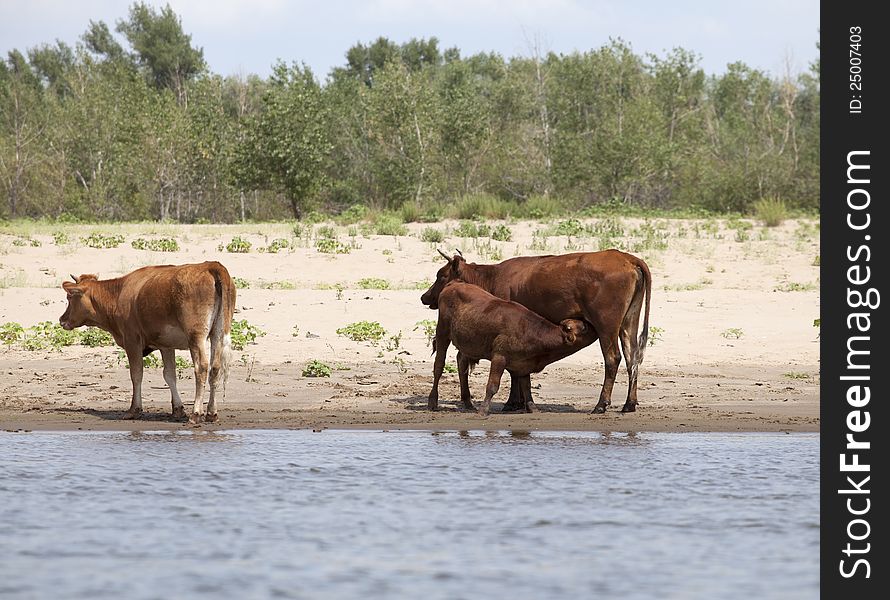 Cows At A Riverbank