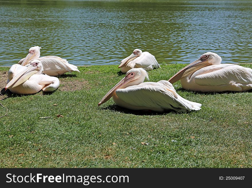 Eastern White Pelican - Pelecanus onocrotalus. Eastern White Pelican - Pelecanus onocrotalus