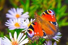 European Peacock Butterfly &x28;Aglais Io&x29; On Flower Stock Images
