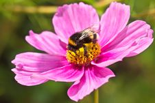 Bumblebee &x28;Bombus Terrestris&x29; Pollinating Flower Royalty Free Stock Image Bumblebee &x28;Bombus Terrestris&x29; Pollinating Flower Royalty Free Stock Image