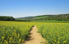 Track Through A Field Of Yellow Rapeseed Royalty Free Stock Photos Track Through A Field Of Yellow Rapeseed Royalty Free Stock Photos