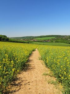 Track Through A Field Of Yellow Rapeseed Stock Images Track Through A Field Of Yellow Rapeseed Stock Images