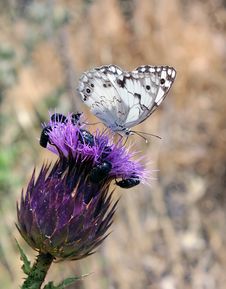 White Butterfly On Purple Flower Royalty Free Stock Photo White Butterfly On Purple Flower Royalty Free Stock Photo