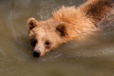 Bear Swimming Stock Photography Bear Swimming Stock Photography