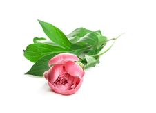 Pink Peony Royalty Free Stock Images