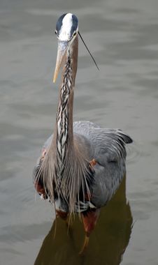 Great Blue Heron Stock Photography