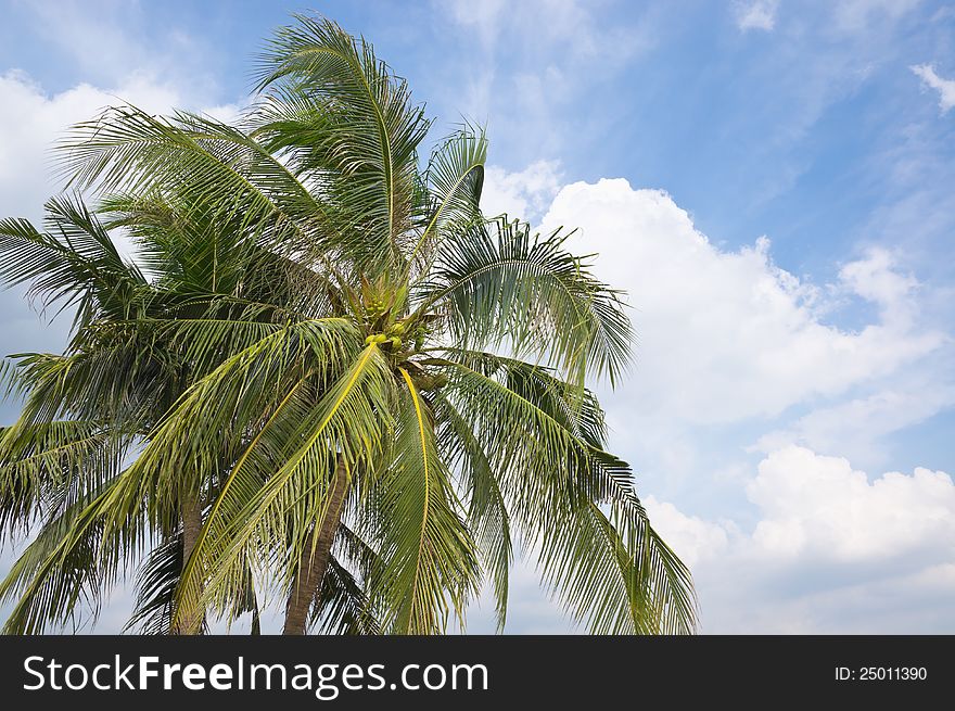 The coconut tree with blue sky and cloud