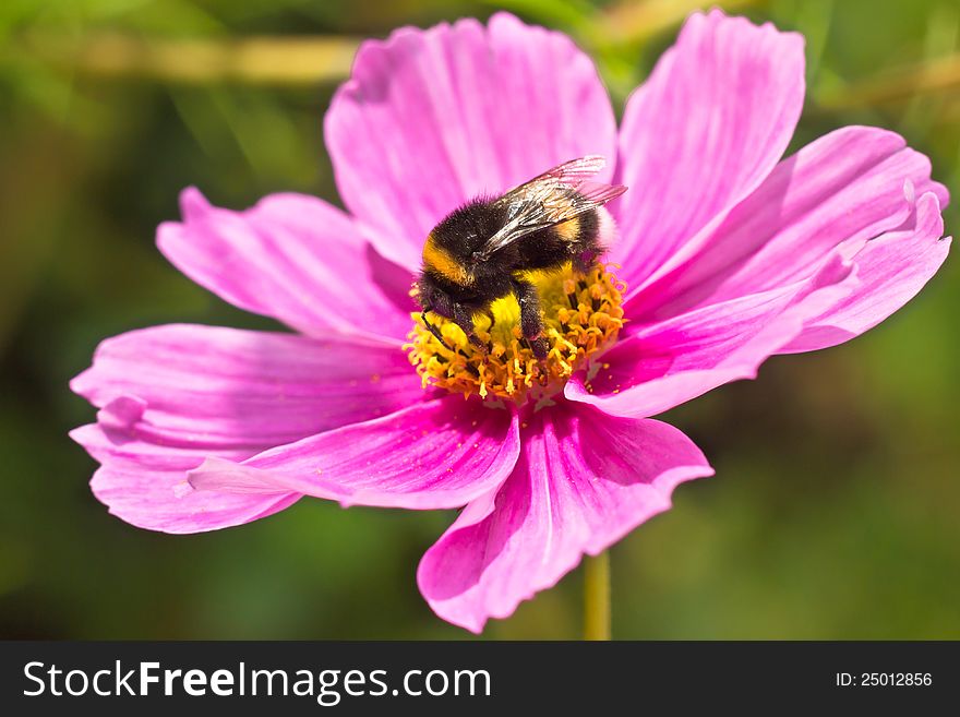 Bumblebee &x28;Bombus terrestris&x29; pollinating flower