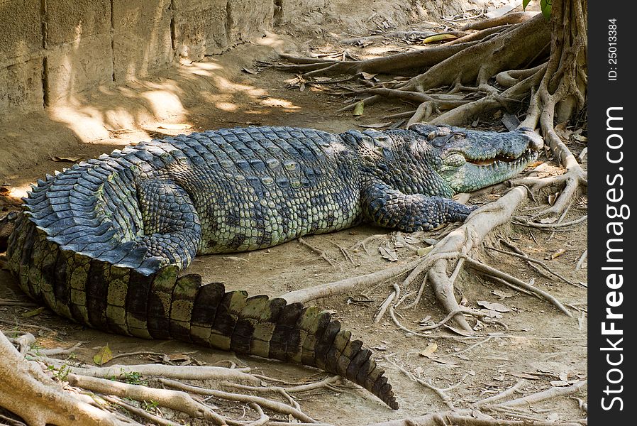 Crocodile On A Farm, Thailand