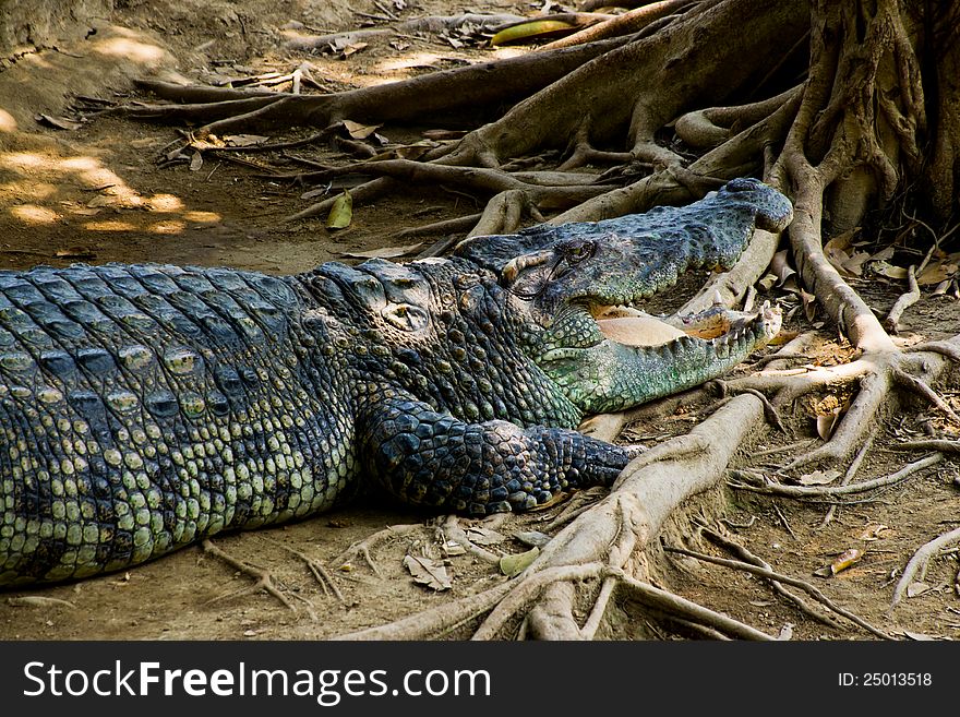 Crocodile On A Farm, Thailand