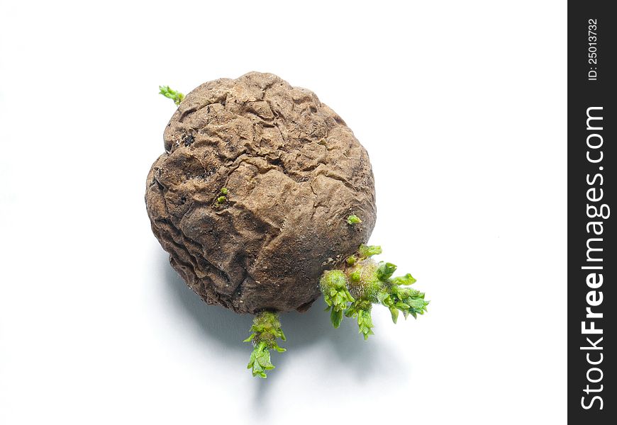 An old potato tuber gives life to a new potato plant