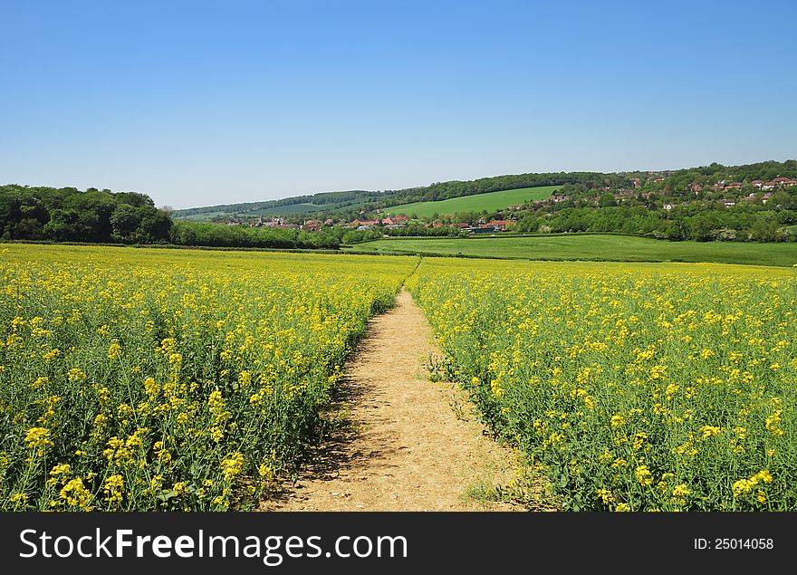 Track through a Field of Yellow Rapeseed