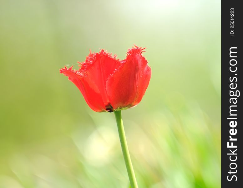 Beautiful Red Fringed Tulip