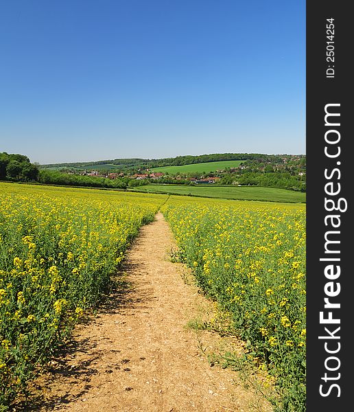 An English Chiltern Landscape with a Field of Flowering Rapeseed. An English Chiltern Landscape with a Field of Flowering Rapeseed