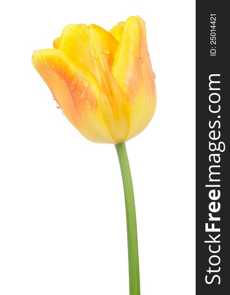A beautiful yellow tulip with water drops on a white background