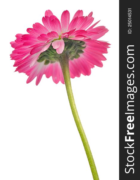 Back view of a beautiful pink daisy (bellis perennis) flower on a white background. Back view of a beautiful pink daisy (bellis perennis) flower on a white background