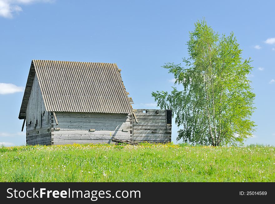 Unfinished Wooden Country House with Birch Tree