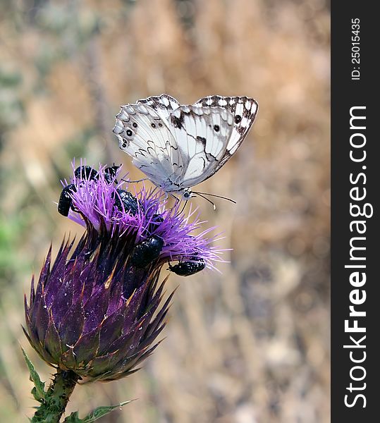 Small white butterfly pollinating a purple flower. Small white butterfly pollinating a purple flower