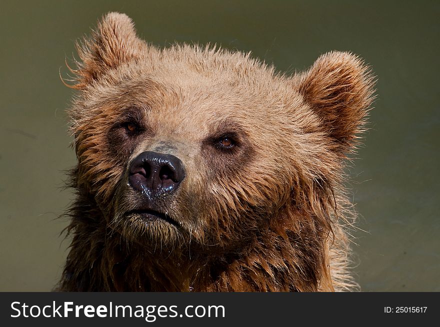 European brown bear close-up portrait. European brown bear close-up portrait