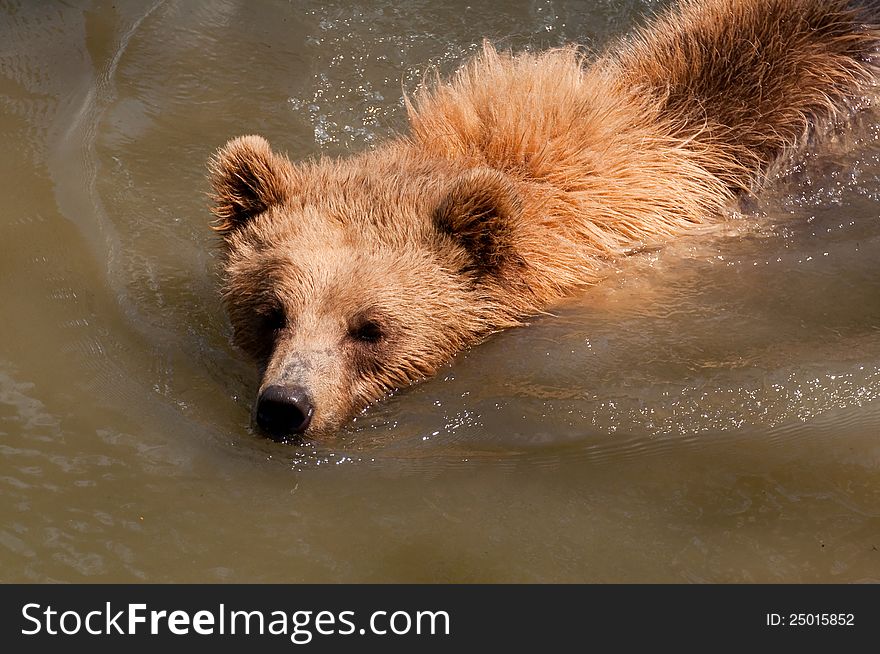 European brown bear swimming in water