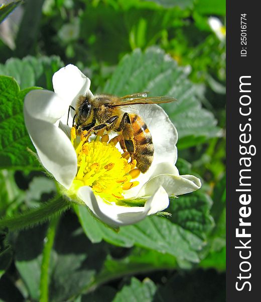 Scene of the bee on flower of the strawberries