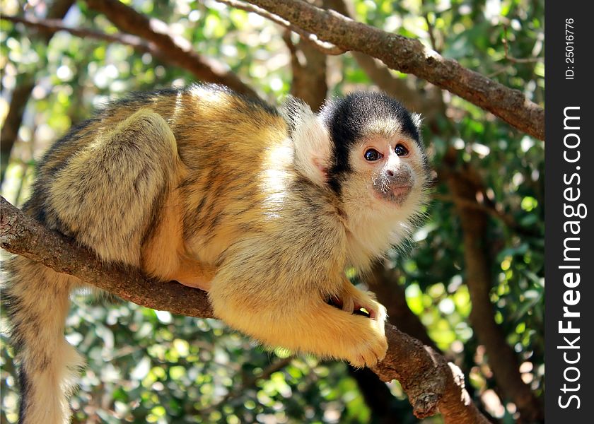 Cute squirrel monkey, sitting on a branch and looking at some unknow danger