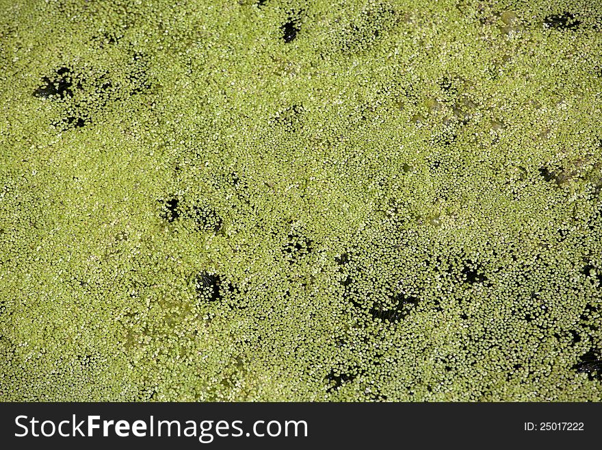 Green duckweed in dead-water of a lake