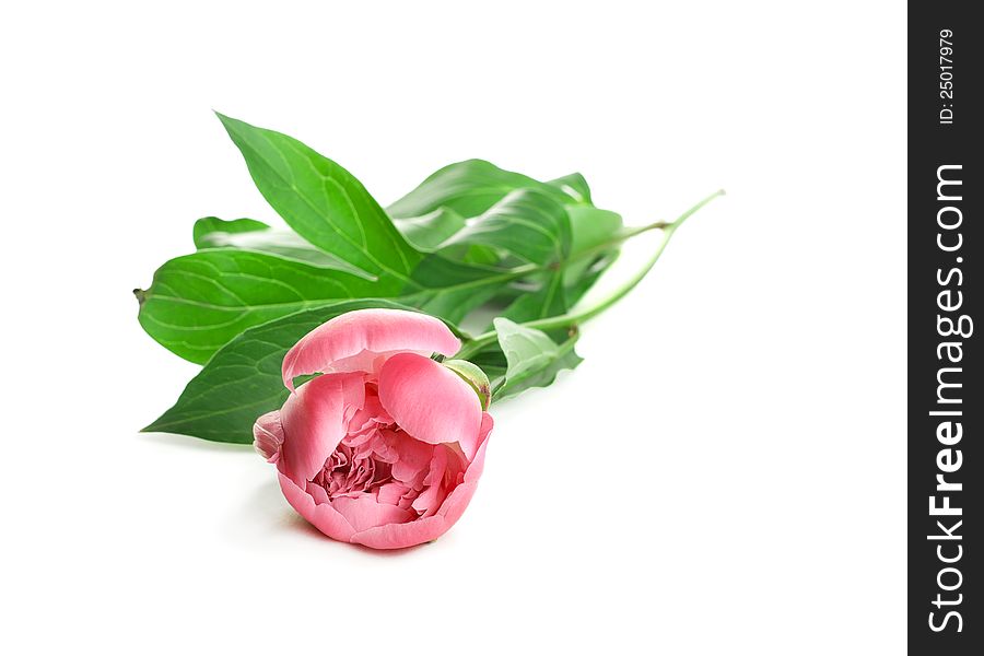 One Pink Peony with leafs on white background