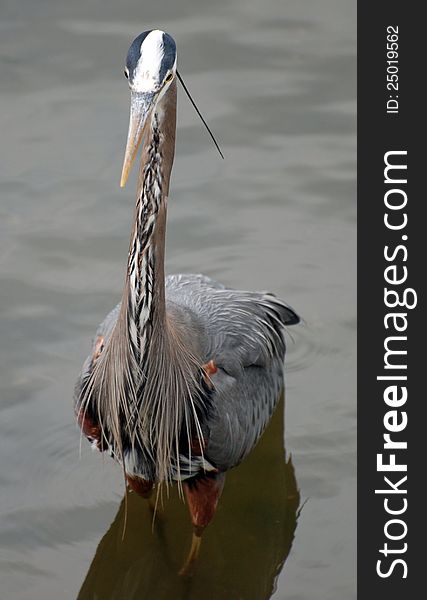 A great blue heron wades through the water.