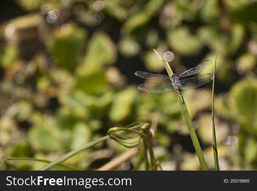 Dragonfly at swamp with blur background