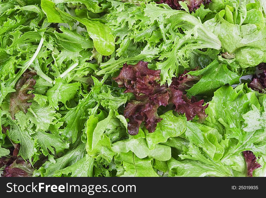 Pile of fresh green lettuce mix