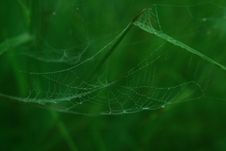 Spider Web Royalty Free Stock Images