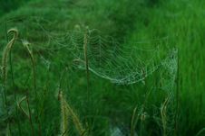 Spider Web Royalty Free Stock Images