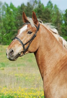 Portrait Of Palomino Cart Horse In Spring Field Stock Image Portrait Of Palomino Cart Horse In Spring Field Stock Image