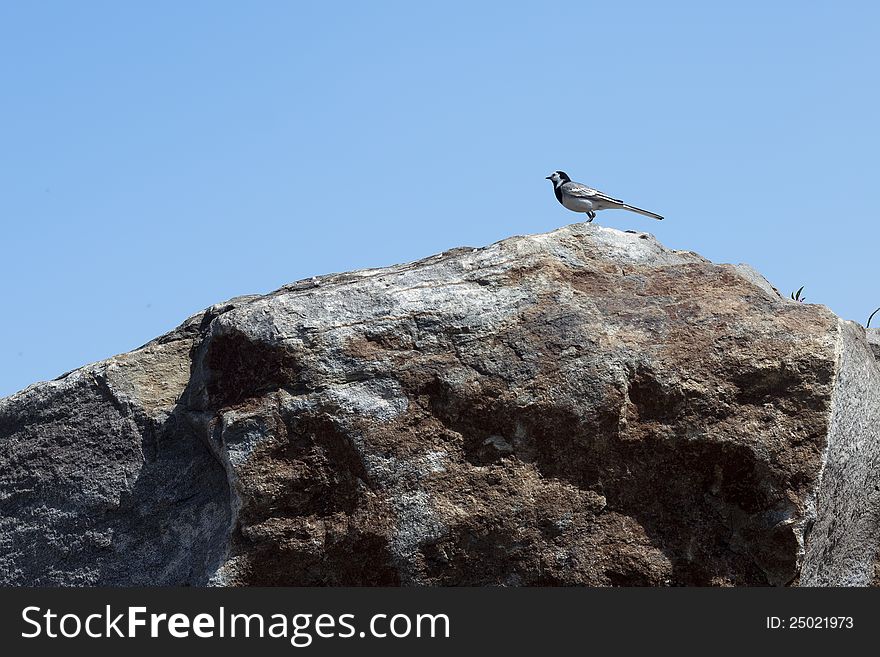 A little bird Wagtail on the stone against the blue sky
