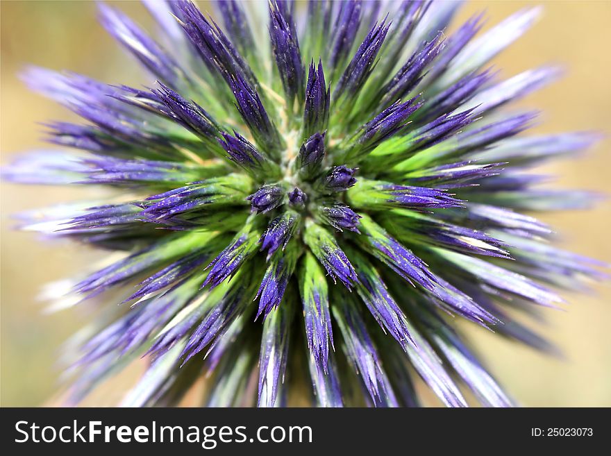 Unusual Blue Flower