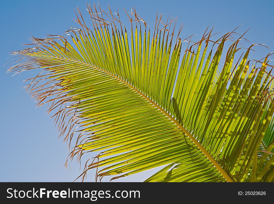 Palm leaf with dried leaves against the blue sky