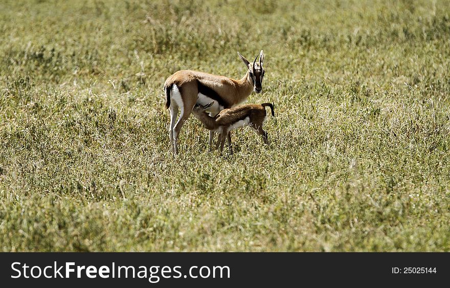 Thomson gazelle, nurturing her new born fawn. Thomson gazelle, nurturing her new born fawn