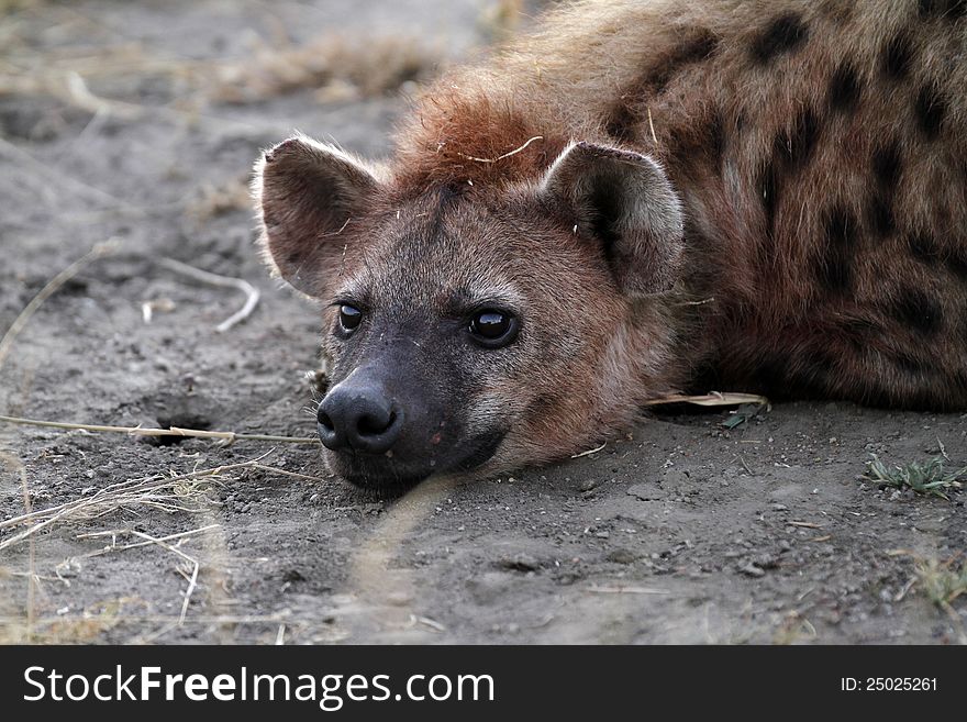 The Spotted Hyena's jaws are so powerful, they are known as bone crunchers. The Spotted Hyena's jaws are so powerful, they are known as bone crunchers