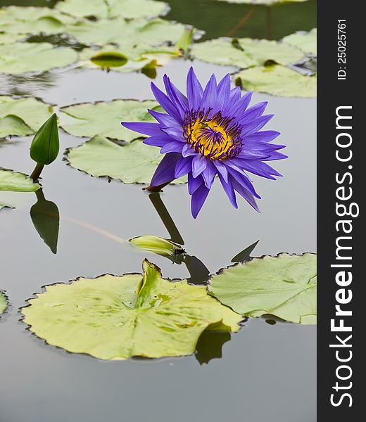 Purple-blue water lily in pond