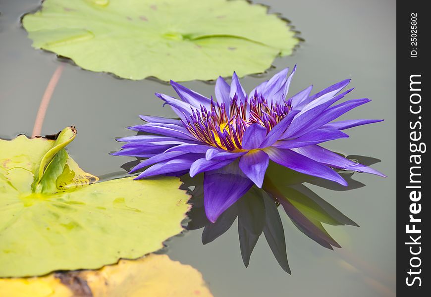 Purple-blue water lily in pond