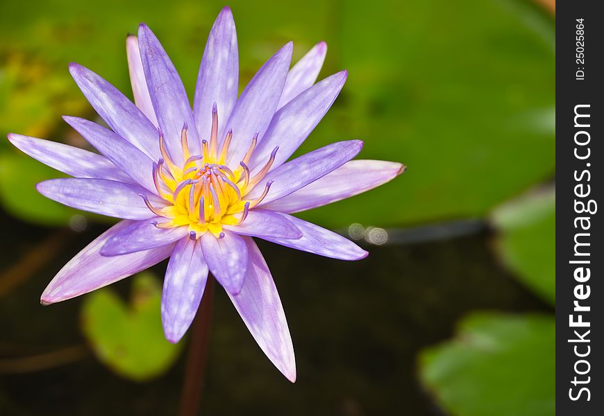 Islamorada, Blue water lily in pond
