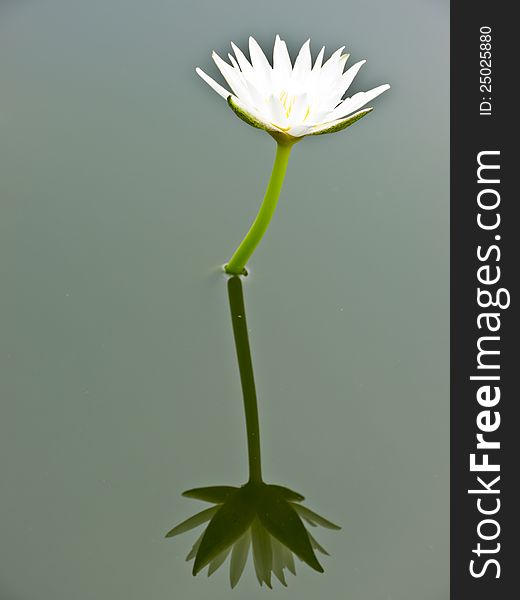 White water lily in pond