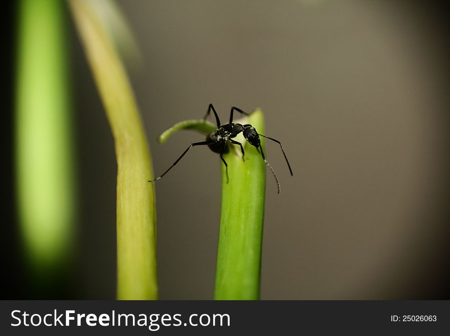 An black ant find some source such as water at the tips of the broken branch.