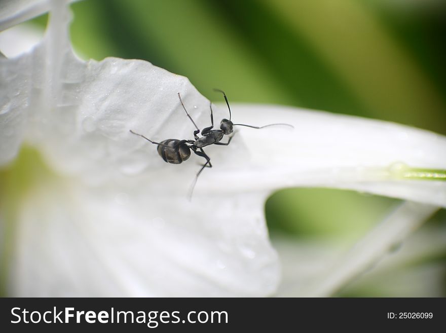 An black ant find some source such as water at the edge of white flower.