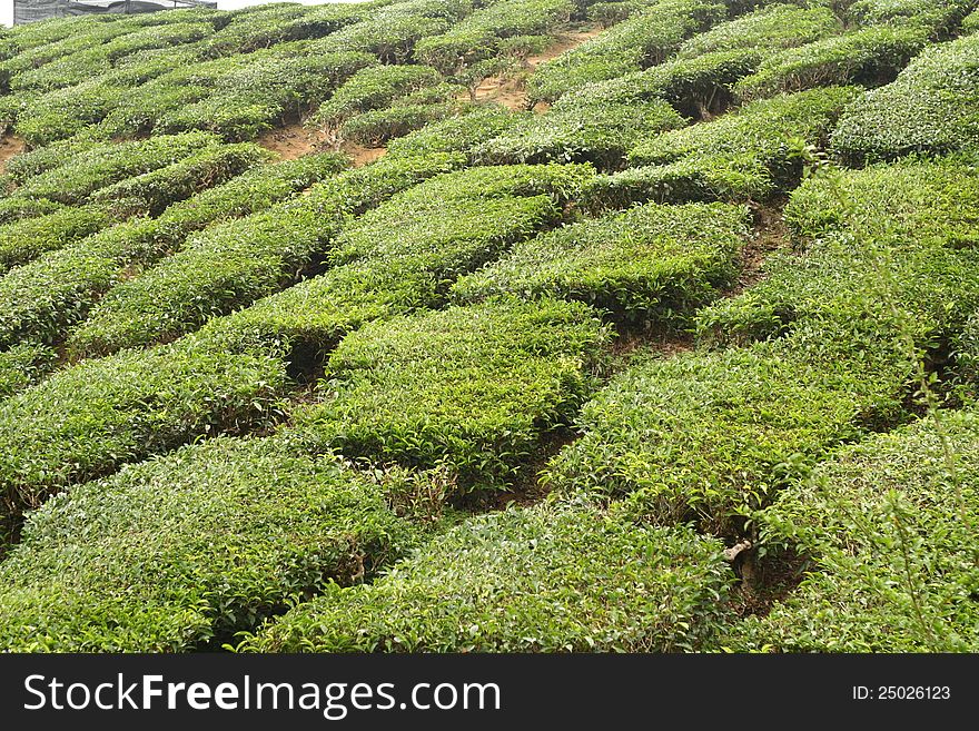 The tea farm landscape most of the highland area