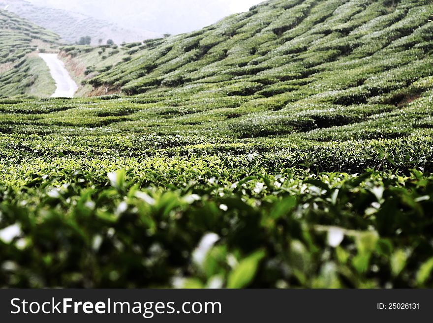 The tea farm landscape most of the highland area