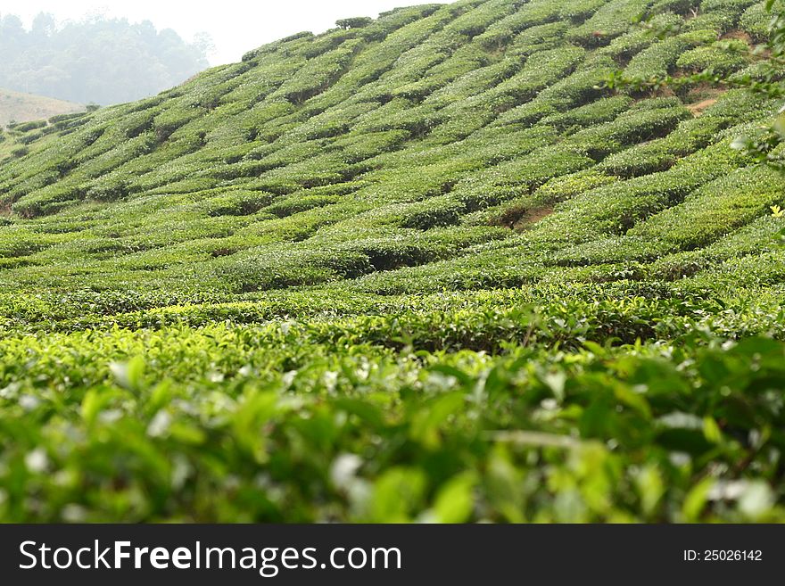 The tea farm landscape most of the highland area